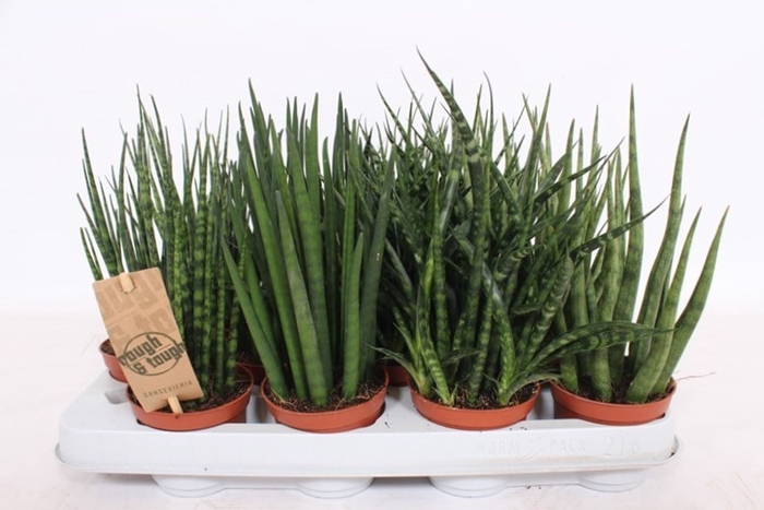 Sansevieria Cylindrica