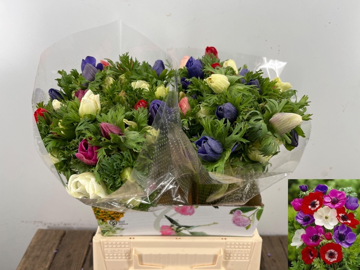 <h4>ANEM CO MAR GEM</h4>