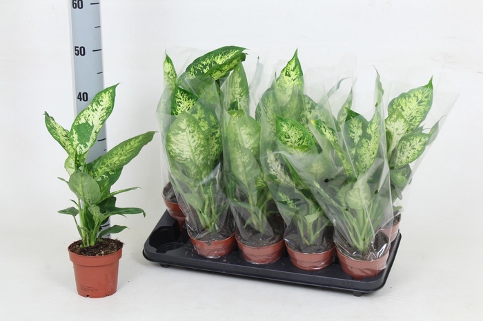 <h4>DIEFF COMPACTA</h4>