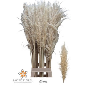 CORTADERIA S EVITA