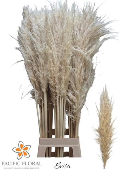 <h4>CORTADERIA S EVITA</h4>