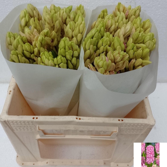 <h4>HYAC PINK PEARL</h4>