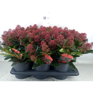Skimmia jap. 'Rubella'