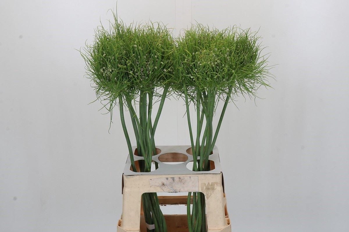 <h4>Allium  'Catweazle'</h4>
