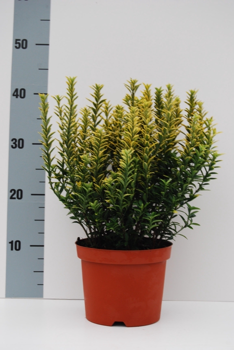 <h4>Euonymus Microphylla Gold</h4>