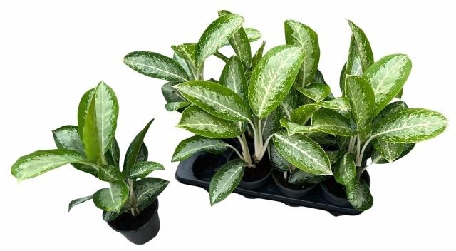 <h4>Aglao Anouk</h4>