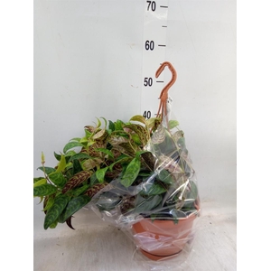 Aeschynanthus marmoratus