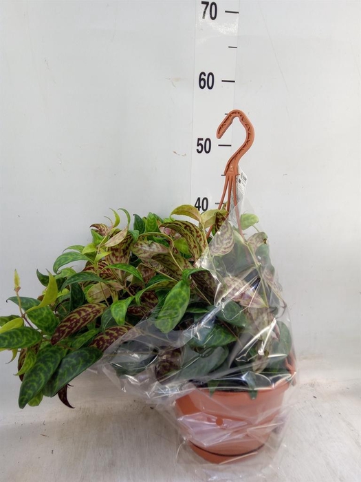 <h4>Aeschynanthus marmoratus</h4>