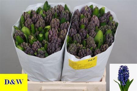 <h4>Hyac Atlantic (dw)</h4>