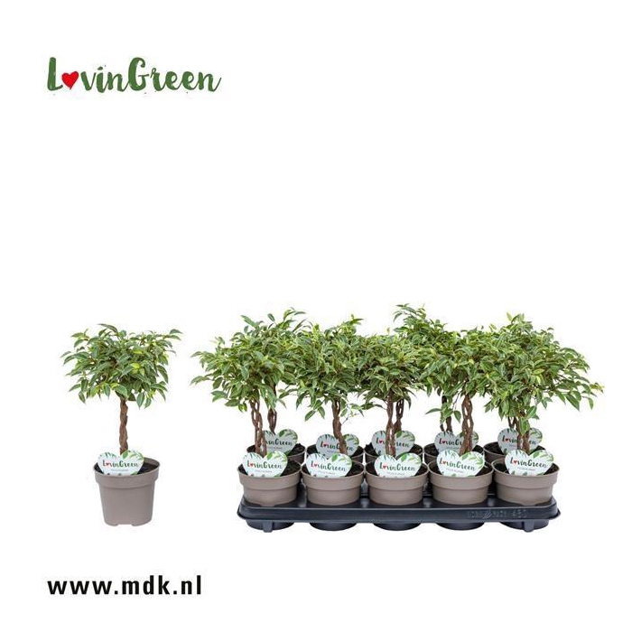 <h4>FIC BE NINA</h4>