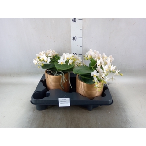 Phalaenopsis multi. 'Ant Nazare'