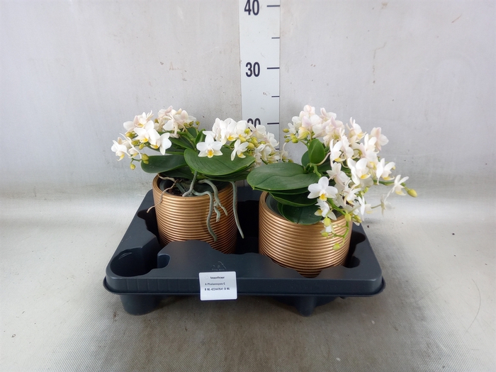 <h4>Phalaenopsis multi. 'Ant Nazare'</h4>