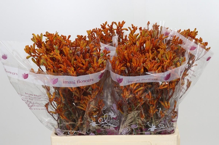 <h4>Anigozanthos Orange</h4>