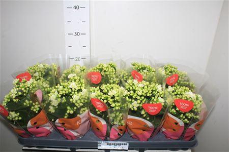 <h4>Kal Ge Rf Greta</h4>