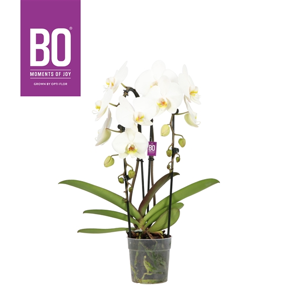<h4>Cascade P12 BO Versailles 2 spike</h4>