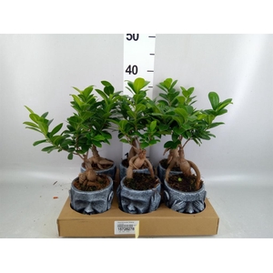Ficus microcarpa 'Ginseng'
