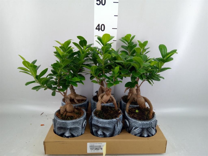 <h4>Ficus microcarpa 'Ginseng'</h4>