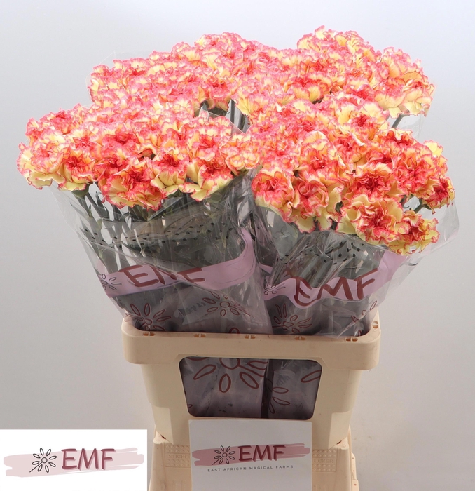 <h4>DI ST LORCA</h4>