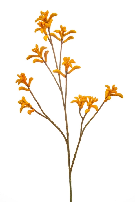 <h4>Anigozanthos spray orange 85cm</h4>