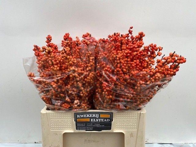 <h4>Ilex Ve Winter Gold</h4>