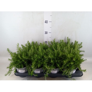 Rosmarinus offi. 'Prostratus'