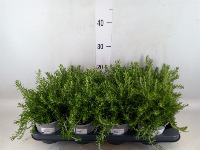 Rosmarinus offi. 'Prostratus'