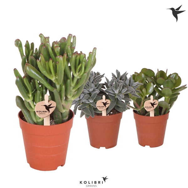 <h4>Kolibri Greens Succulenten Crassula mix</h4>