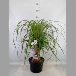 Beaucarnea recurvata