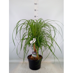 Beaucarnea recurvata
