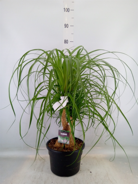 <h4>Beaucarnea recurvata</h4>