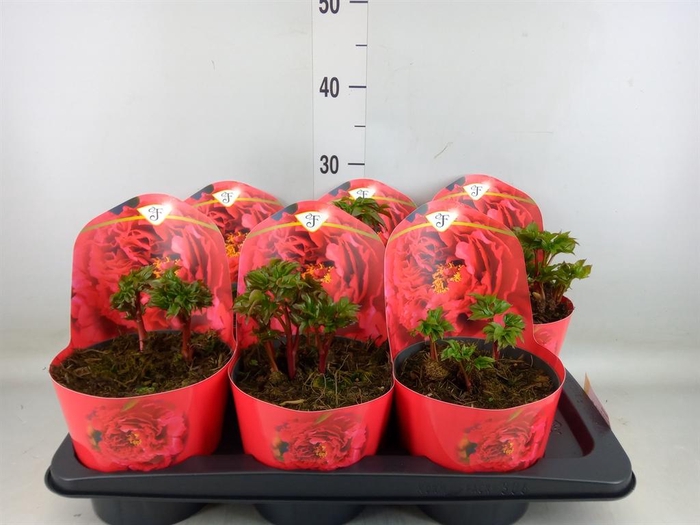 <h4>Paeonia   ...</h4>