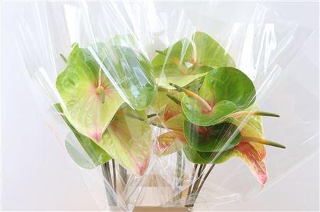 <h4>ANTH A LUCARDI</h4>