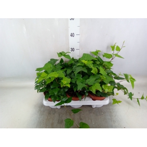 Hedera helix 'Mein Herz'