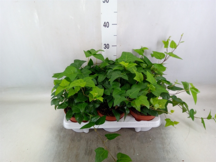 <h4>Hedera helix 'Mein Herz'</h4>