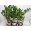 ZAMIOCULCAS P17