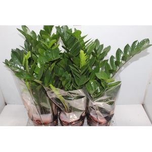 ZAMIOCULCAS P17