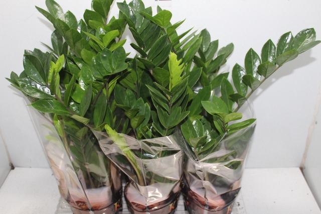 <h4>ZAMIOCULCAS P17</h4>