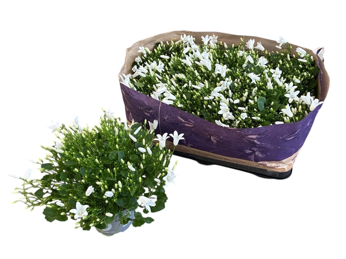 <h4>CAMP POR ROYAL</h4>