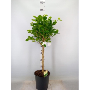Ficus microcarpa 'Moclame'