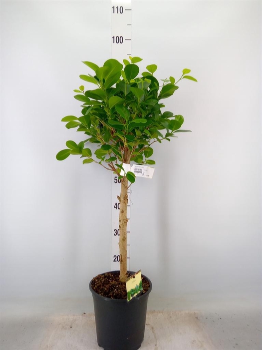 <h4>Ficus microcarpa 'Moclame'</h4>