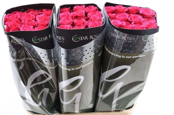 <h4>R Gr Jacaranda</h4>