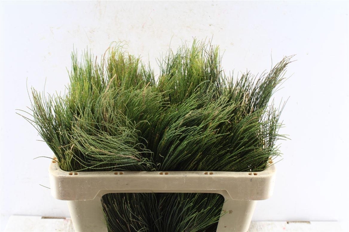 <h4>Kaaps Beefwood</h4>