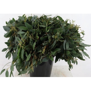 EUCALYPTUS GLAUCESENS PER STEM 055CM