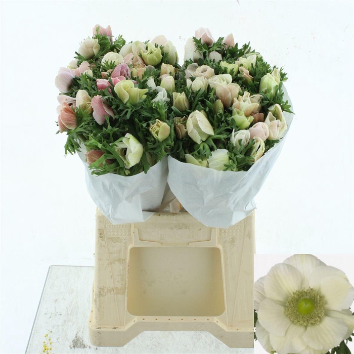 <h4>ANEM CO MIS + WHITE</h4>