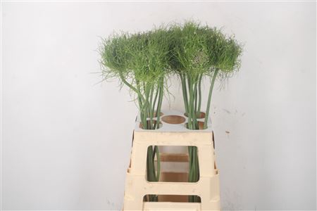 <h4>Allium Hairy Friend</h4>