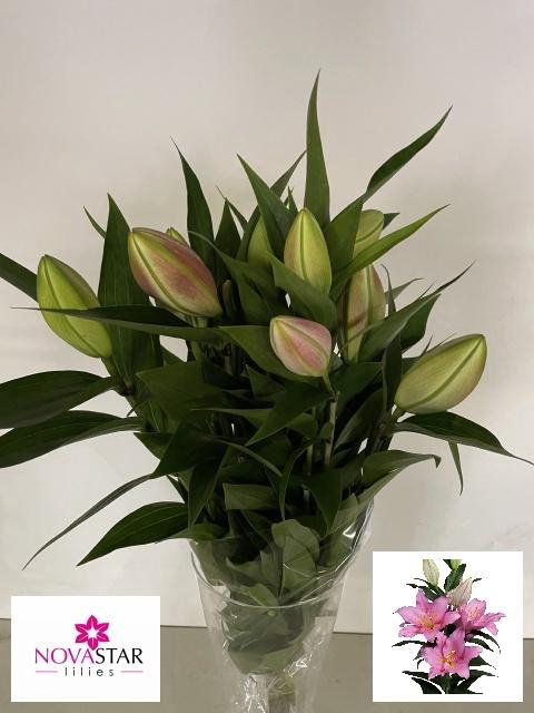 <h4>LI OR IBIZA</h4>