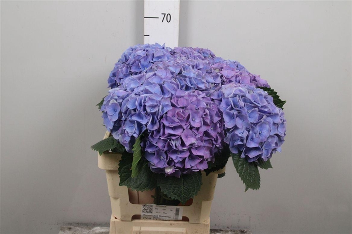 <h4>Hydr M My Riviera</h4>