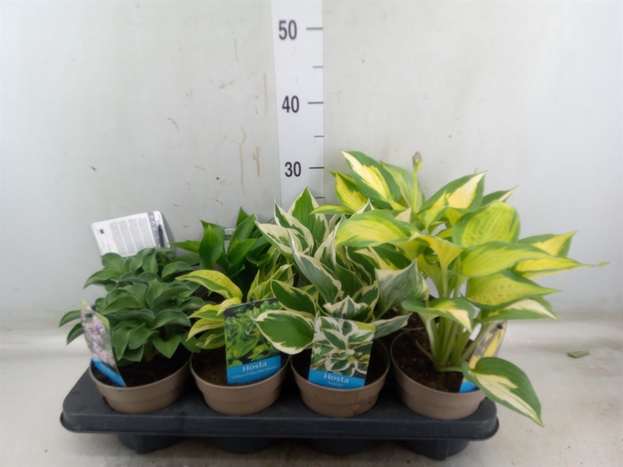 <h4>Hosta   ...</h4>