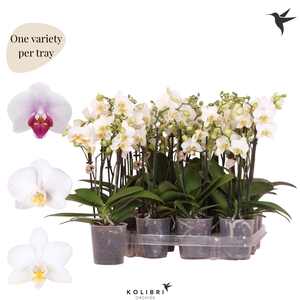 Kolibri Orchids Phalaenopsis Mineral white 3 spike no potcover