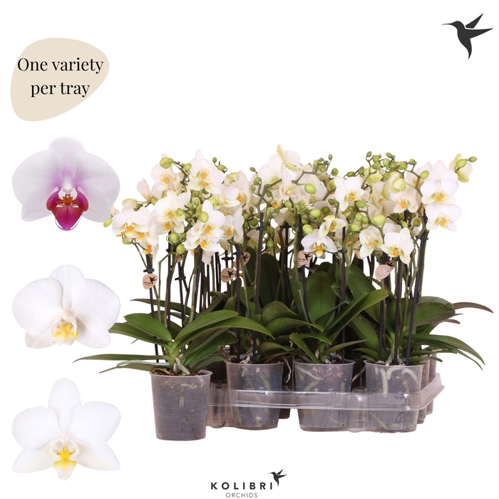 <h4>Kolibri Orchids Phalaenopsis Mineral white 3 spike no potcover</h4>
